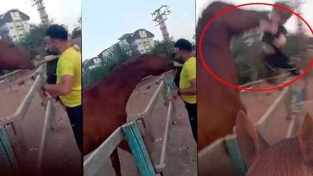 حصان يعض طفلاً ويقذفه في الهواء أمام والديه .. فيديو