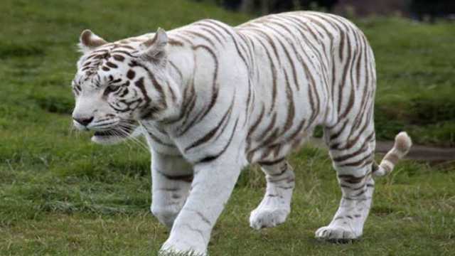 اختفاء نمر مفترس يثير الذعر في الساحل الشمالي