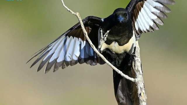 العقعق العسيري يواجه شبح الانقراض وغرامة 100 ألف ريال لحمايته