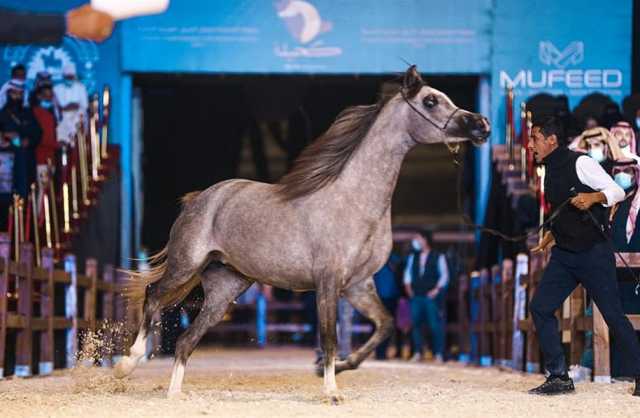 بطولة حائل لجمال الخيل العربية الأصيلة تنطلق اليوم في نسختها الثانية
