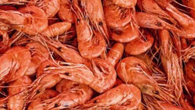 بدء موسم صيد الروبيان على سواحل البحر الأحمر