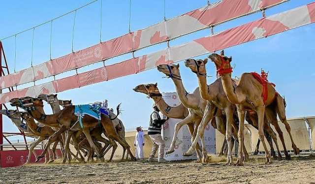 «الشبابية» تخطف المركز الأول بمنافسات فئة جذاع في مهرجان ولي العهد للهجن