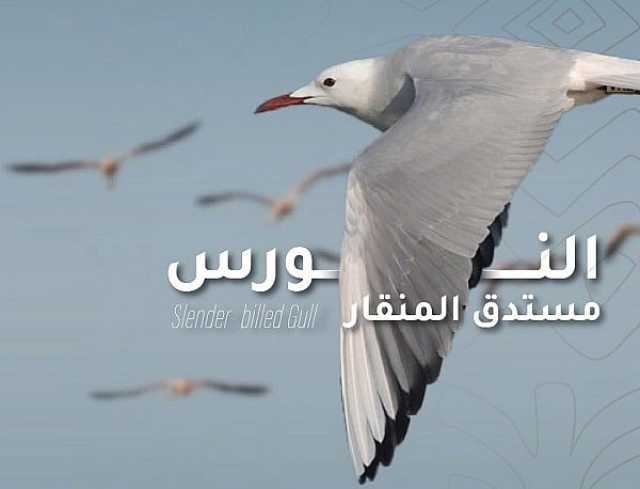 محمية الملك سلمان بن عبدالعزيز الملكية ترصد نوعين جديدين من الطيور داخل حدودها