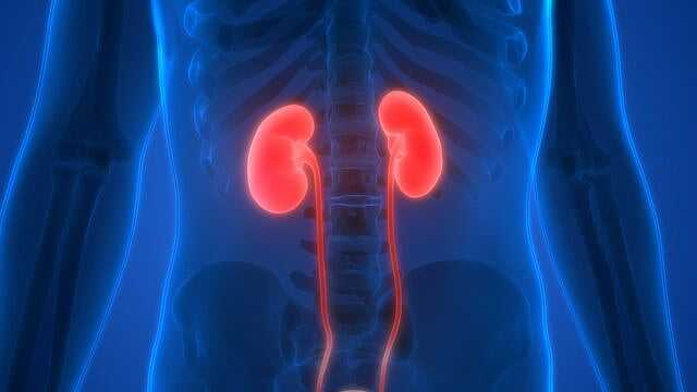 6 خطوات تساعد على الوقاية من أمراض الكلى