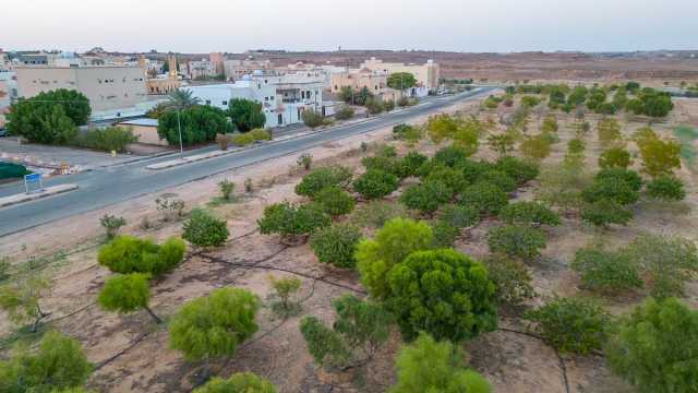 أمانة الجوف تغرس 1620 شجرة في المتنزهات والشوارع والأحياء خلال شهر
