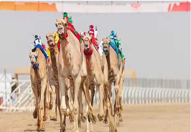 اللجنة المنظمة تعلن غدًا السبت موعدًا نهائيًا للتسجيل في جائزة سيف وليِّ العهد بمهرجان الهجن