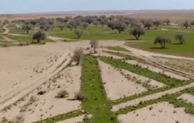 مسؤول بـ«الغطاء النباتي»: المركز يعمل على تأهيل 300 ألف هكتار من الأراضي الزراعية بالمملكة