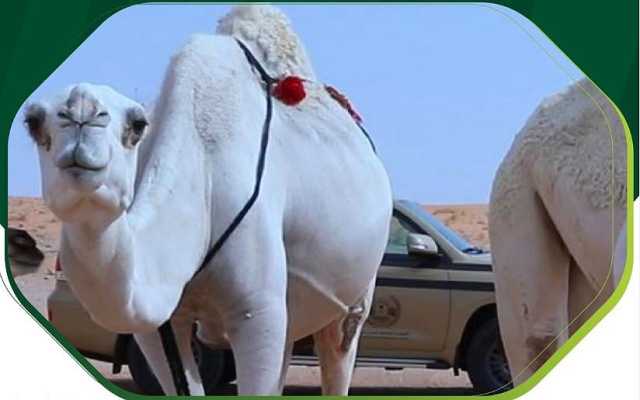 ضبط 16 مخالفًا لنظام البيئة لارتكابهم مخالفات رعي