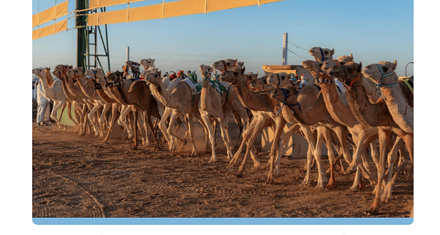 انطلاقة سباقات الميادين على ميدان الهجن بتبوك