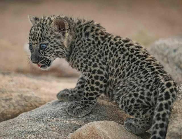 الهيئة الملكية لمحافظة العلا تعلن ولادة 7 من 'صغار' النمر العربي