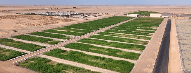 شركة البحر الأحمر تستعد لتطوير أكثر من 80 ألف متر مربع من الأراضي الرطبة