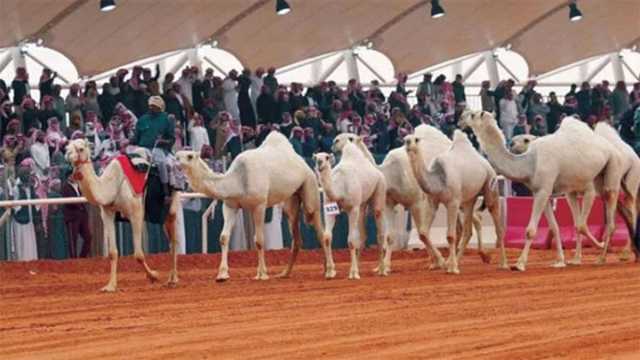 651 مطية تتنافس في أول أشواط سباقات الهجن بمهرجان الملك عبدالعزيز