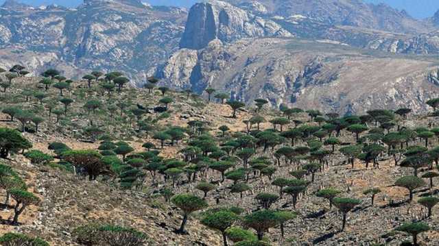شجرة الغريب المعمرة في اليمن.. لماذا تُعد معلما طبيعيا نادرا؟ (شاهد)