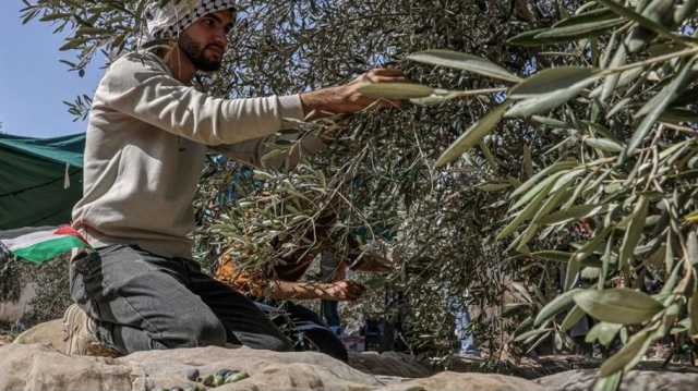 الاحتلال الإسرائيلي يطرد 32 ناشطا أجنبيا لمساعدة الفلسطينيين في قطف الزيتون