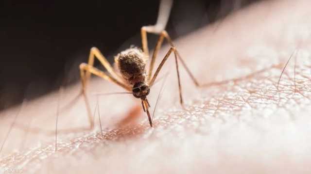 اكتشاف فيروس غرب النيل في بعوض بريطاني لأول مرة.. تعرّف عليه