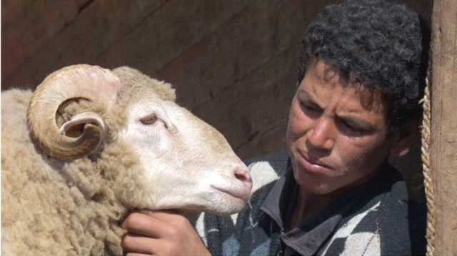 كيف يستعد المغاربة لـالعيد الكبير دون أضحية؟.. بيع في الخفاء وارتفاع بالأسعار