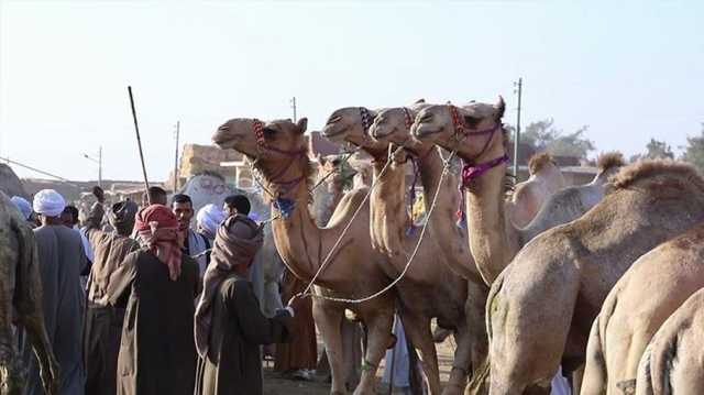 مزاد أضاحي شهير بمصر يضبط ميزان الثروة الحيوانية.. تعرف عليه