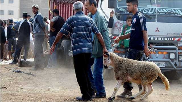 منع الأضحية في المغرب يمحو مهنا موسمية.. هكذا تحوّلت تحضيرات العيد (صور)