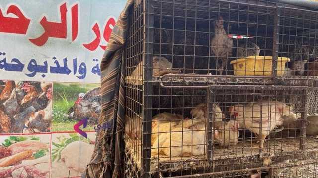 تهديدات متزايدة لقطاع الدواجن في مصر مع تفاقم أزمة الكهرباء وارتفاع درجات الحرارة
