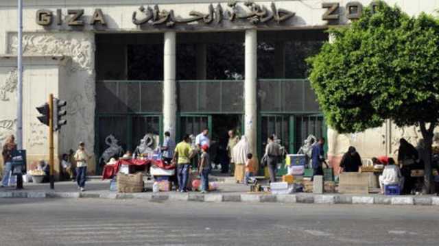 فيديوهات زرافة هاربة من حديقة الحيوان بالجيزة تثير الجدل في مصر (شاهد)