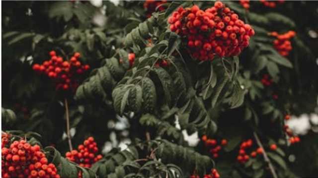 توت الزعرور.. فاكهة صغيرة تحمي قلبك وتخفض ضغط الدم