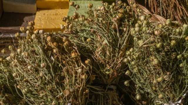 نبتة الحرمل.. خصائص مذهلة تحمي القلب والجهاز العصبي