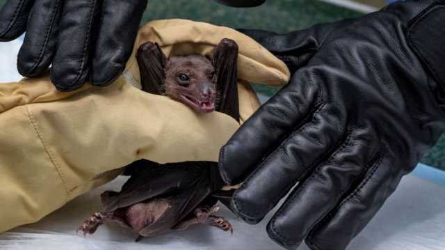 ماربورغ يصل إلى درجة الوباء في أثيوبيا.. هذا ما نعرفه عن فيروس بلا علاج أو لقاح