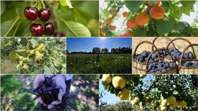 تركيا الأولى عالميا في 7 منتجات زراعية.. وبذورها تصدر إلى 121 دولة