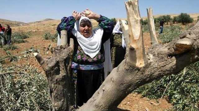 رغم الدمار.. موسم الزيتون في غزة يعود كرمز للصمود والتمسك بالأرض