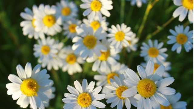 فوائد واسعة لـالبابونج.. هل هناك أضرار في حال تناوله يوميا؟