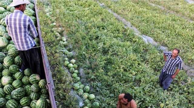 بعد حظر الزراعة في بلدهم.. هل وجد مزارعو البطيخ المغاربة ملاذا في موريتانيا؟