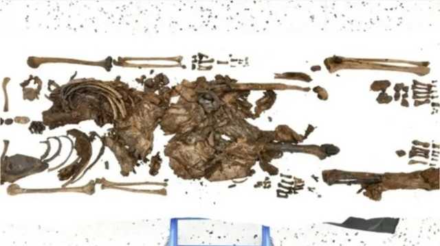 رفات عمره 2000 عام يدل على ذبح قرابين بشرية في إيرلندا الشمالية