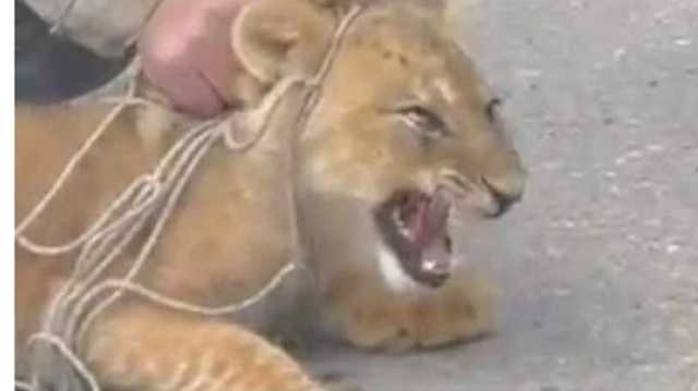 شبل في شوارع القاهرة.. والأهالي يقبضون عليه (شاهد)