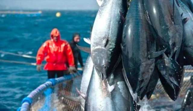 استقبال 34 طلبا للمشاركة في حملة صيد التونة الحمراء