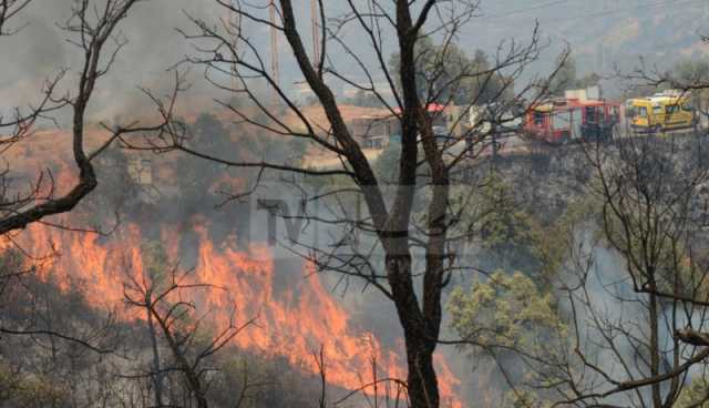 فلاح متهم بإفتعال حرائق الغابات بالطارف بإضرام النيران لتوفير التبن لأبقاره