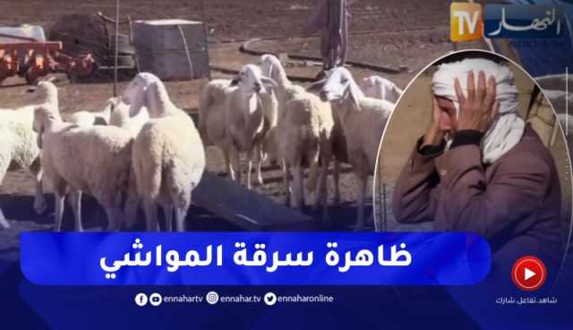 تلمسان / من جديد .. عودة ظاهرة سرقة المواشي والخاسر الأكبر الموال