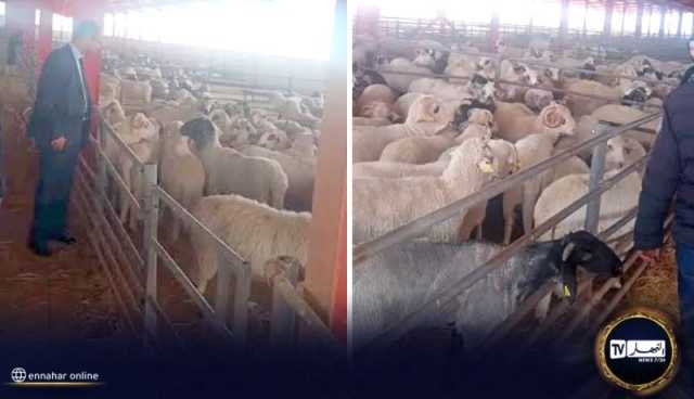 البيض: دخول 423 رأس غنم من دولة رومانيا