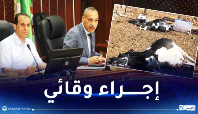 البويرة: غلق السوق الاسبوعي للمواشي بعد تسجيل اصابات بمرض الجلد العقدي للابقار