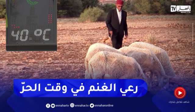 الشلف: بن حليمة.. راعي غنم يقود قطيعه في بيئة قاسية وحرارة شديدة