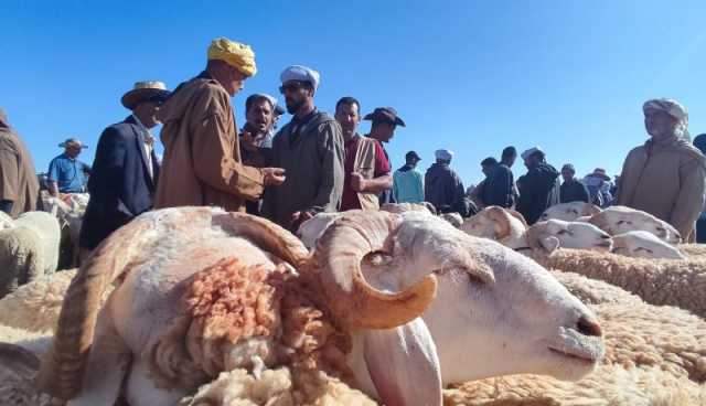 النعامة: غلق أسواق المواشي كإجراء احترازي لتفادي الحمى القلاعية للأغنام