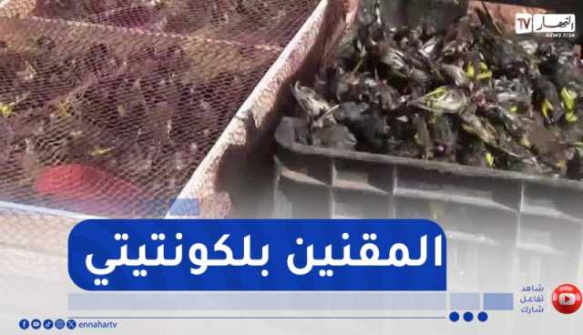 شاهد..درك النعامة يحجز 21 صندوق لطائر الحسون