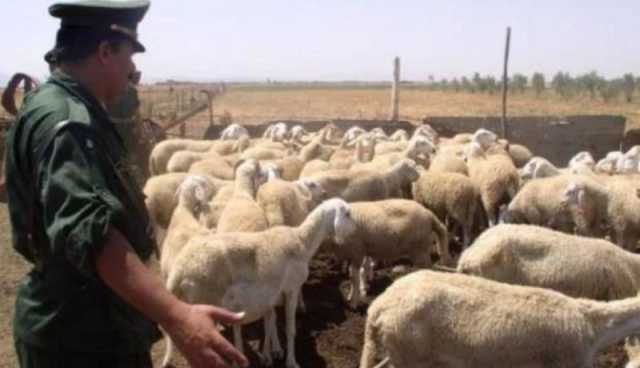 سعيدة: الدرك يسترجع 22 رأسا من المواشي المسروقة ويوقف 4 أشخاص