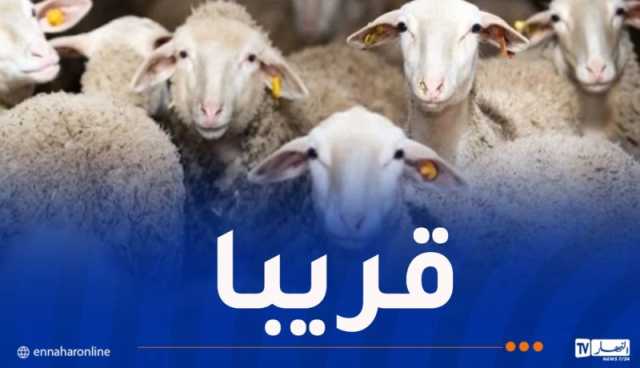 هذا موعد استقبال رؤوس الماشية المستوردة للعيد