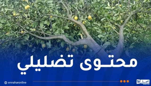 ولاية البليدة تنفي صحة فيديو مشبوه وتؤكد الإلتزام بحماية الأراضي الفلاحية