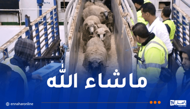 وصول 10 آلاف و540 أضحية مستوردة من رومانيا إلى ميناء جيجل