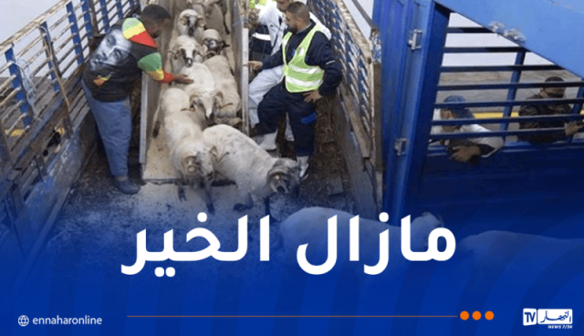 استيراد الأضاحي.. خطوة لتعزيز الكرامة وتثبيت الأمن الغذائي