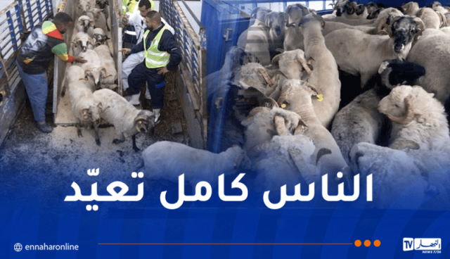 هكذا تباع الأضاحي المستوردة