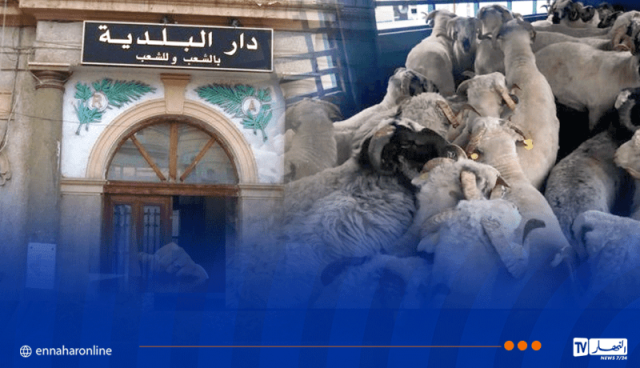 فتح التسجيلات بالبلديات لاقتناء الأضاحي المستوردة والأولوية لهذه الفئة