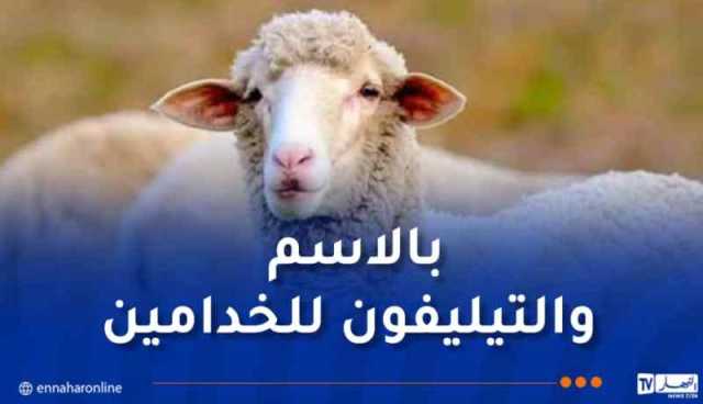 بيع الكباش المستوردة.. بسعر موحد