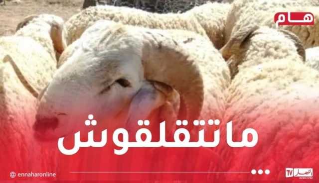 الحكومة تُطلق مخططًا لاستيراد وتوزيع أضاحي العيد